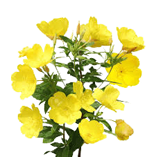 teunisbloem
