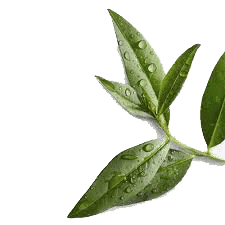 teatree