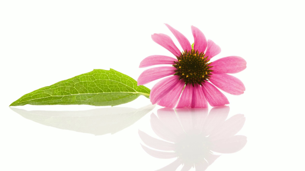 "Echinacea-extract versterkt de huidbarrière en ondersteunt het herstel van extreem droge handen op natuurlijke wijze.